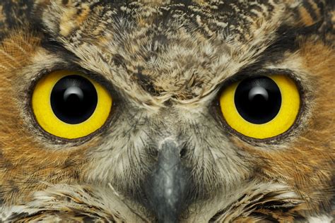 Owl Eyes .